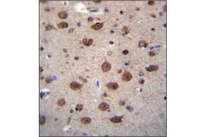 Immunohistochemistry analysis in formalin fixed and paraffin embedded human brain tissue reacted with PNKD Antibody (N-term) followed which was peroxidase conjugated to the secondary antibody and followed by DAB staining. (PNKD anticorps  (N-Term))