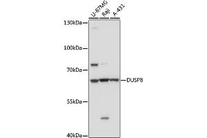 Western blot analysis of extracts of various cell line, using DUSP8 antibody (ABIN7266849) at 1:1000 dilution. (DUSP8 anticorps)