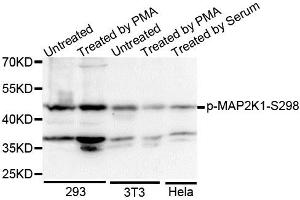 Western blot analysis of extracts of various cell lines, using Phospho-MAP2K1-S298 antibody. (MEK1 anticorps  (pSer297))