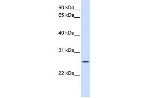 Western Blotting (WB) image for anti-Unc-50 Homolog (UNC50) antibody (ABIN2459065) (UNC50 anticorps)