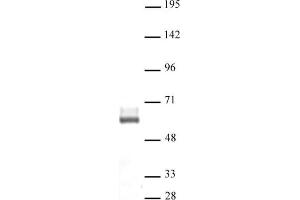 LXR-β pAb tested by Western blot. (NR1H2 anticorps  (N-Term))