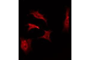 ABIN6267407 staining NIH-3T3 by IF/ICC.