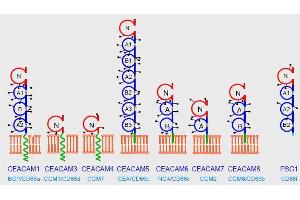 Domain organization of the human CEACAM family. (CD66acde anticorps)