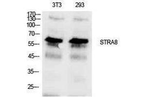 Western Blotting (WB) image for anti-Stimulated By Retinoic Acid 8 (STRA8) (Internal Region) antibody (ABIN3181412) (STRA8 anticorps  (Internal Region))