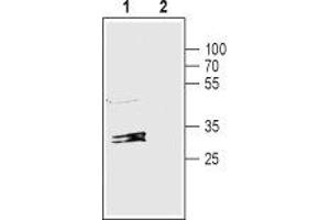 Western blot analysis of rat liver lysate: - 1.