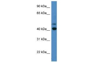 WB Suggested Anti-OPN1SW Antibody Titration: 0.