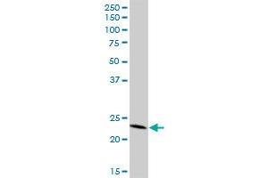 PYCARD MaxPab polyclonal antibody.