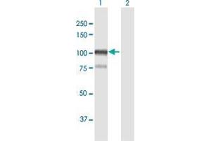 Western Blot analysis of AFAP1 expression in transfected 293T cell line by AFAP1 MaxPab polyclonal antibody.
