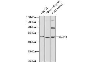Western blot analysis of extracts of various cell lines, using  antibody (ABIN6129201, ABIN6137388, ABIN6137389 and ABIN6220750) at 1:3000 dilution. (Antizyme Inhibitor 1 anticorps  (AA 289-448))