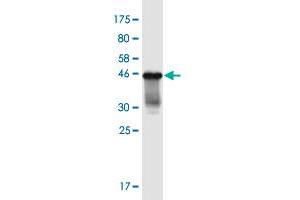 Western Blot detection against Immunogen (43. (PROC anticorps  (AA 1-166))