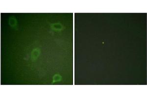Immunofluorescence staining of methanol-fixed HeLa cells using Amyloid β A4 (phospho-Thr743/668) Antibody. (APP anticorps  (pThr668, pThr743))