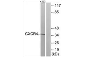 Western blot analysis of extracts from K562 cells, using CXCR4 Antibody. (CXCR4 anticorps  (C-Term))