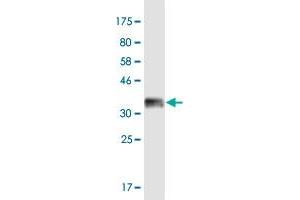 Western Blot detection against Immunogen (36.