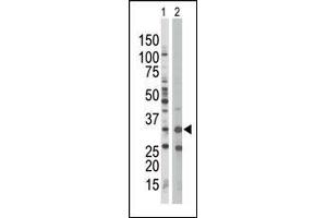 The anti-PRKAB1 Pab (ABIN391054 and ABIN2841211) is used in Western blot to detect PRKAB1 in Jurkat cell lysate (Lane 1) and mouse spleen tissue lysate (Lane 2).