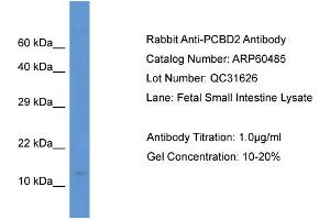 Western Blotting (WB) image for anti-Pterin-4 alpha-Carbinolamine Dehydratase/dimerization Cofactor of Hepatocyte Nuclear Factor 1 alpha (TCF1) 2 (PCBD2) (N-Term) antibody (ABIN786183) (PCBD2 anticorps  (N-Term))