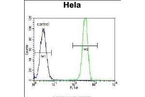 MSH2 Antibody (Center) (ABIN655517 and ABIN2845032) flow cytometric analysis of Hela cells (right histogram) compared to a negative control cell (left histogram).