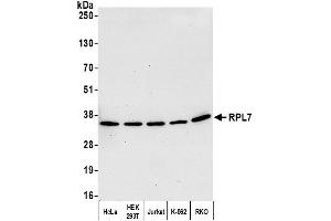 Western Blotting (WB) image for anti-Ribosomal Protein L7 (RPL7) (C-Term) antibody (ABIN7453643) (RPL7 anticorps  (C-Term))