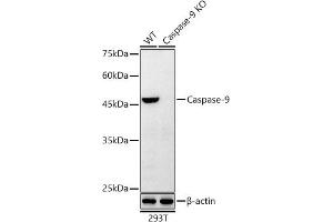 Western blot analysis of extracts from wild type (WT) and [KO Validated] Caspase-9 Rabbit mAb knockout (KO) 293T cells, using [KO Validated] Caspase-9 Rabbit mAb antibody (ABIN7266123) at 1:10000 dilution. (Caspase 9 anticorps)