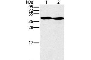 Western Blot analysis of Hepg2 and k562 cell using MORF4L1 Polyclonal Antibody at dilution of 1:400 (MORF4L1 anticorps)