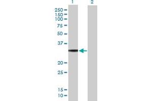 Western Blot analysis of GNAO1 expression in transfected 293T cell line by GNAO1 MaxPab polyclonal antibody.