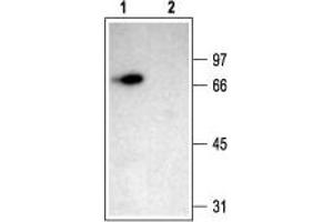 Western blot analysis of rat brain membranes: - 1. (ACCN1 anticorps  (Intracellular, N-Term))