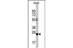 Western blot analysis of LIN28B Antibody in HL60 cell line lysates (35ug/lane) (LIN28B anticorps  (C-Term))