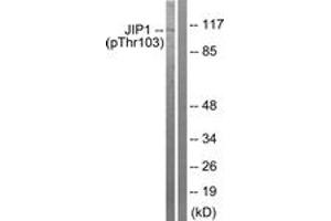 Western blot analysis of extracts from COLO205 cells treated with Serum 20% 15', using JIP1 (Phospho-Thr103) Antibody. (MAPK8IP1 anticorps  (pThr103))