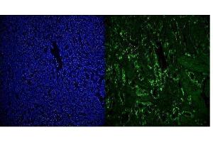IF analysis of RCC1 using anti-RCC1 antibody (ABIN7600024). (RCC1 anticorps  (AA 14-421))