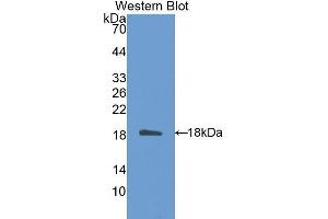 Western Blotting (WB) image for anti-Tetraspanin 3 (TSPAN3) (AA 107-213) antibody (ABIN1175824) (Tetraspanin 3 anticorps  (AA 107-213))