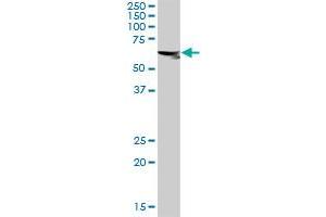 ASPSCR1 MaxPab rabbit polyclonal antibody.
