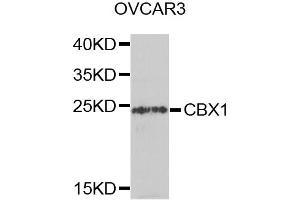 Western blot analysis of extracts of OVCAR-3 cells, using CBX1 antibody (ABIN5971253) at 1/1000 dilution. (CBX1 anticorps)