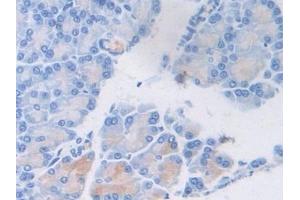 Detection of vWF in Rat Pancreas Tissue using Polyclonal Antibody to Von Willebrand Factor (vWF) (VWF anticorps  (AA 269-367))