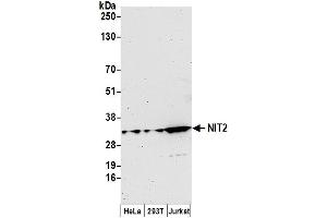 Western Blotting (WB) image for anti-Nitrilase Family, Member 2 (NIT2) (AA 226-276) antibody (ABIN7452620)