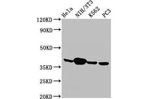 Western Blot Positive WB detected in: Hela whole cell lysate, NIH/3T3 whole cell lysate, K562 whole cell lysate, PC-3 whole cell lysate All lanes: Anxa1 antibody at 2.