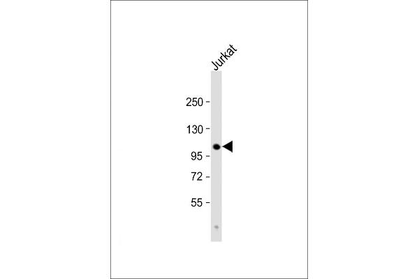 PARG antibody  (C-Term)