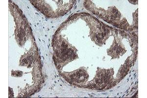 Image no. 7 for anti-OTU Domain, Ubiquitin Aldehyde Binding 1 (OTUB1) antibody (ABIN1499933)