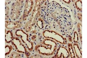 Immunohistochemistry of paraffin-embedded human kidney tissue using ABIN7147600 at dilution of 1:100 (CH25H anticorps  (AA 142-272))