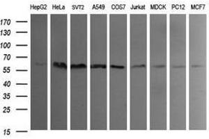 Image no. 4 for anti-Indoleamine 2,3-Dioxygenase 1 (IDO1) antibody (ABIN1498789)