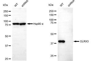 Western blotting analysis using glutaredoxin 3 antibody (ABIN7798750).
