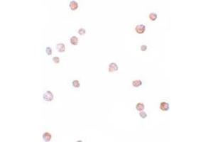 Immunohistochemistry (IHC) image for anti-Cell Division Cycle 23 (CDC23) (Middle Region) antibody (ABIN1030863) (CDC23 anticorps  (Middle Region))