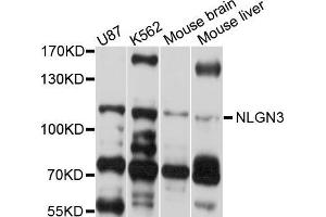Western blot analysis of extracts of various cell lines, using NLGN3 antibody (ABIN5998351) at 1/1000 dilution. (Neuroligin 3 anticorps)