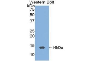 Western Blotting (WB) image for anti-Gonadotropin-Releasing Hormone 1 (Luteinizing-Releasing Hormone) (GNRH1) (AA 24-92) antibody (ABIN1173764) (GNRH1 anticorps  (AA 24-92))