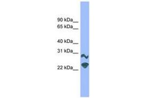 Image no. 1 for anti-Dorsal Root Ganglia Homeobox (DRGX) (AA 151-200) antibody (ABIN6744665) (DRGX anticorps  (AA 151-200))