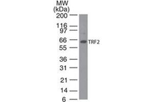 Image no. 2 for anti-Telomeric Repeat Binding Factor 2 (TERF2) antibody (ABIN208252) (TRF2 anticorps)