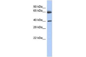 WB Suggested Anti-CHN2 Antibody Titration: 0. (CHN2 anticorps  (N-Term))