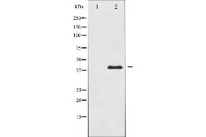 Western blot analysis of c-Jun expression in HeLa whole cell lysates,The lane on the left is treated with the antigen-specific peptide. (C-JUN anticorps  (Internal Region))