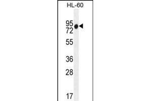 ZN Antibody (N-term) (ABIN655551 and ABIN2845059) western blot analysis in HL-60 cell line lysates (35 μg/lane). (ZNF665 anticorps  (N-Term))