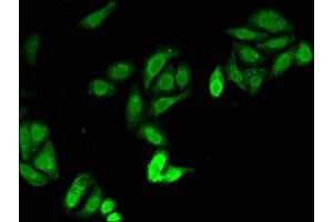 anti-Jagged 1 (JAG1) (AA 809-1046) antibody