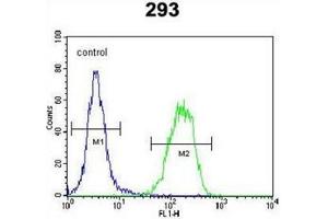 Flow cytometric analysis of 293 cells using PCOTH Antibody (Center) Cat. (PCOTH anticorps  (Middle Region))