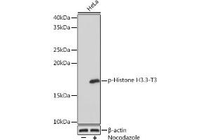 Western blot analysis of extracts of HeLa cells, using Phospho-Histone H3.